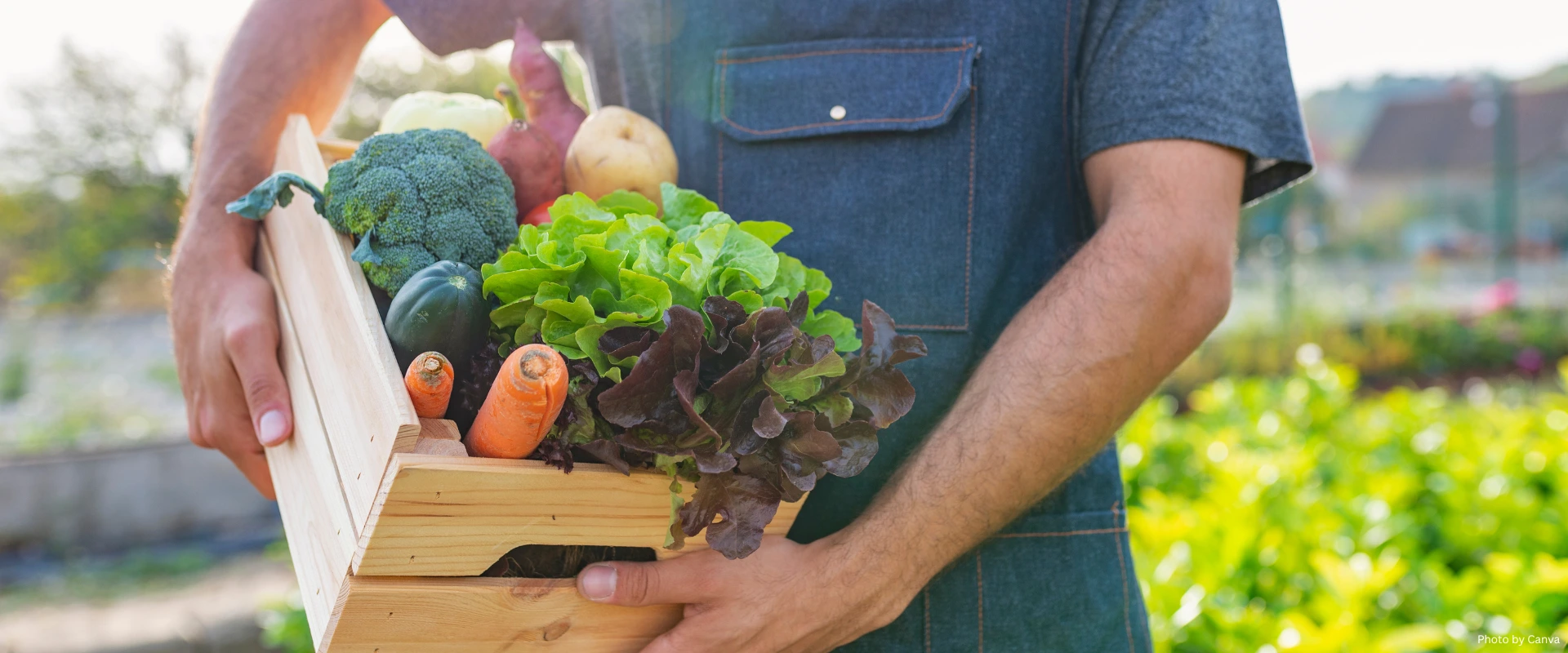 Basket of organic food